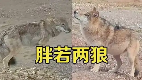 狼性文化哪有软饭香,可可西里网红狼自愿当狗,已经让摸了