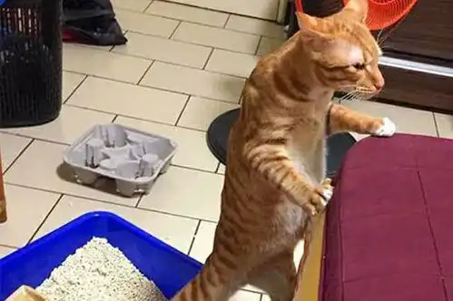 主人扔垃圾回来,看见猫扒着沙发表情不对,歪头看见地上不淡定了