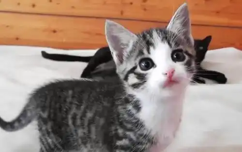 选择猫粮时应该注意什么