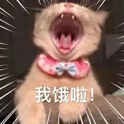 猫咪表情包我饿啦,等次饭饭