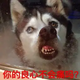 doge表情包doge表情包大全下载