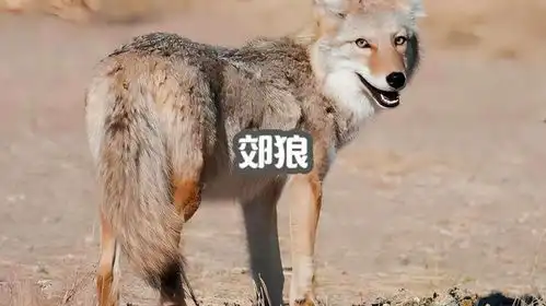 郊狼斗不过狼,被鹰欺负,面对强大的对手只能低头生活