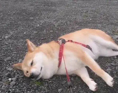 养这些狗有没有后悔的