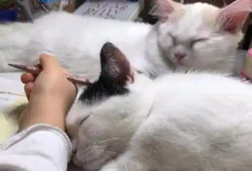 两只小奶猫陪主人写作业,没忍住睡着了,小表情太萌,网友羡慕