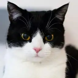小萌猫表情包