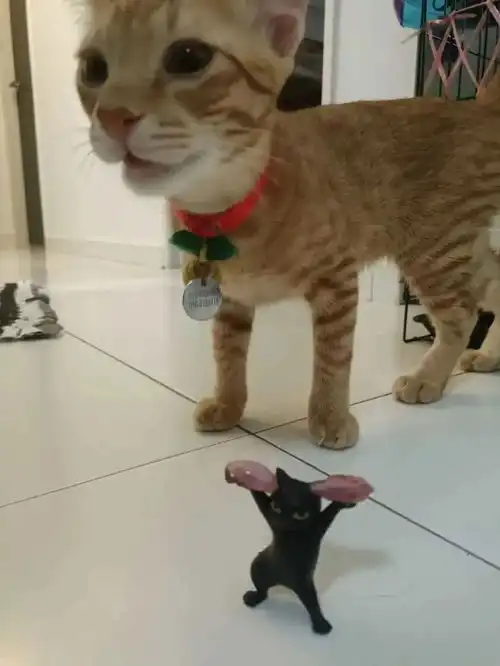 猫蛋蛋泡酒下火锅绝育后,猫蛋蛋的奇葩保存方法有哪些
