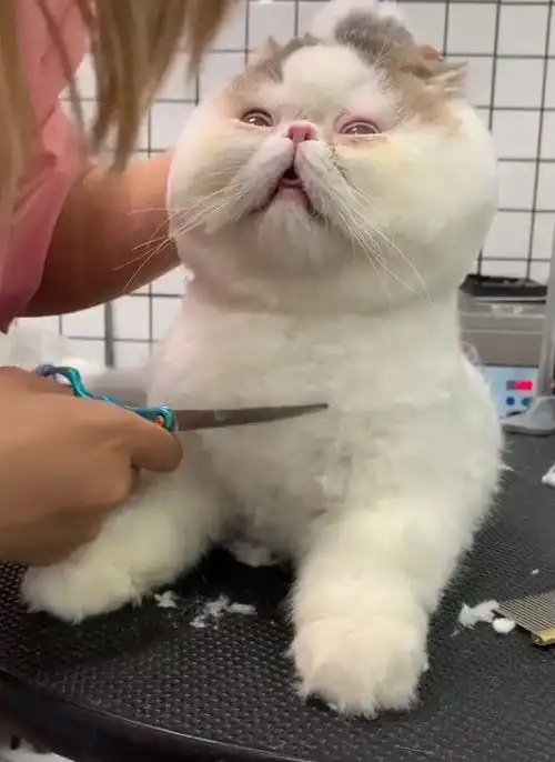 猫咪被强行剪毛,它一脸生无可恋,猫我不要面子啊