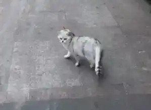 捡来的猫很亲人,遛猫不用牵绳,会自己回头等主人,成为众人焦点