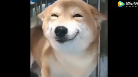 还记得那只喝水都会微笑的柴犬吗曾经用笑容治愈了多少人