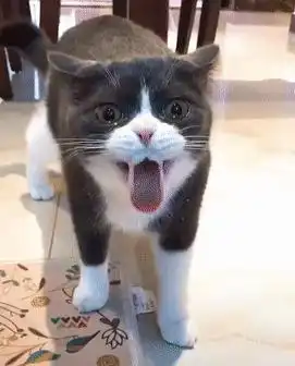 猫吃完驱虫药后,口吐白沫眼泪汪汪,喵铲屎的,你是不是下毒了