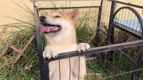 柴犬狗狗又要当爸爸了,你看它好开心,真治愈温暖的笑容
