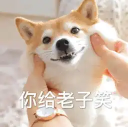 快乐狗子表情包