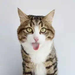 这只小猫靠着表情在ins上圈粉无数