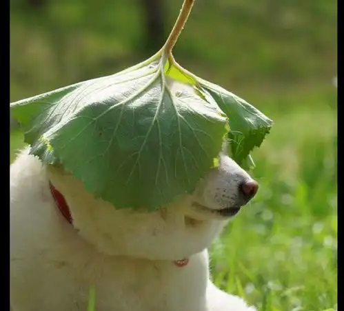 主人在柴犬头上放了片大叶子,它开始表情凝重,后来笑得太灿烂了