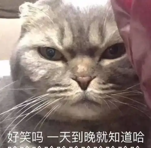 猫奴真的越来越多了,介绍一种猫界小妖精挪威森林猫