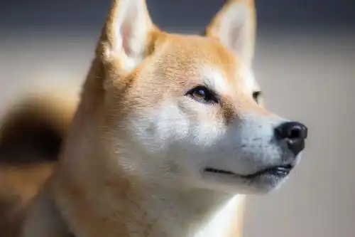 行走的表情包和忠犬八公,竟是一对孪生兄弟