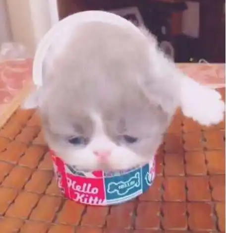 表情主人打开盒子,倒出里面的小奶猫,小家伙表情萌翻天了表情