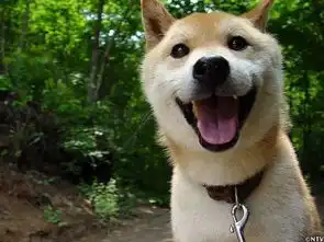 泪目,曾用一张笑脸治愈无数人的日本柴犬北登去世了