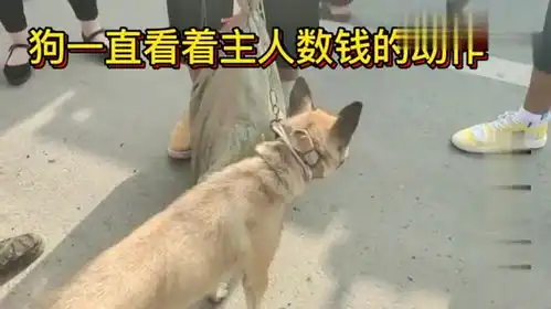 一只有灵性的狗,210块钱被主人出卖,离别时一步三回头