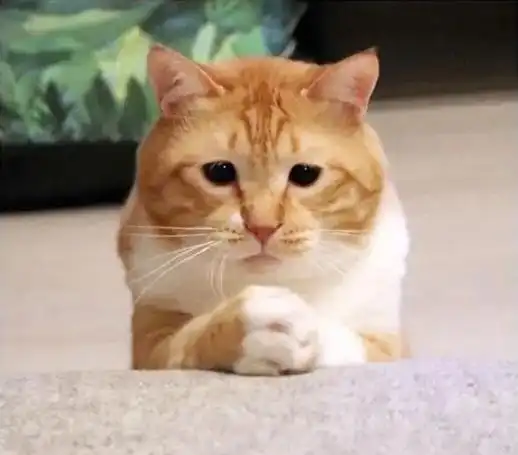 日本网友家的猫长了一张忧郁脸,每次晒照,都自成表情包
