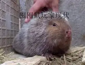 如何评价阴阳师新式神推出速度过快这件事策划变成了华农兄弟
