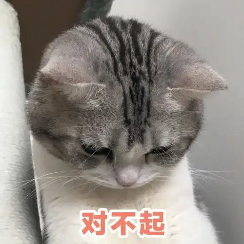 猫咪表情包干啥啥不行,睡觉第一名养猫