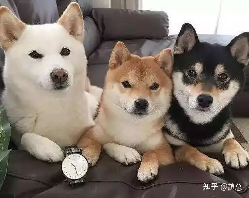 给柴犬起什么名字全网最全的起名文章解析