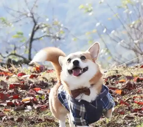 柯基犬算命生男生女,准确率竟高达98