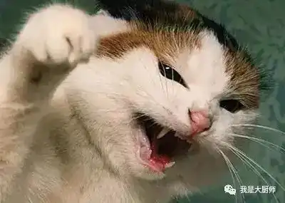 厨师日常工作表情集锦,看完不许笑