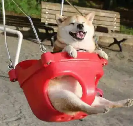 捕捉到一只荡秋千的柴犬,笑的好开心狗生快乐啊
