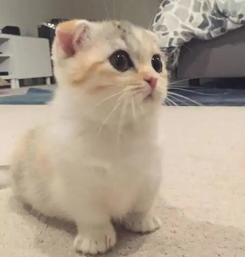 猫中卡戴珊家族一家十口除了人全是网红
