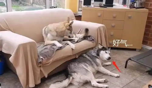 主人养了狼犬后,二哈的生活就悲剧了,狗管一下它吧