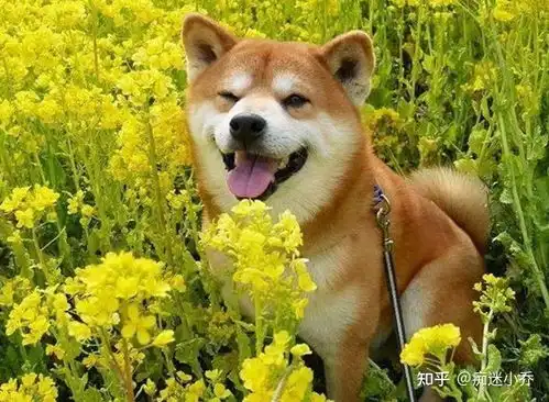 同样是土狗,为什么柴犬能靠微笑走红,柴犬颜值高怪我