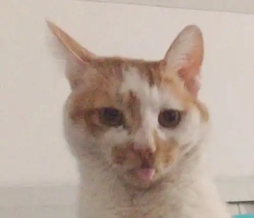 偷吃被训斥后,猫咪的表情红遍网络,网友实在太嚣张了