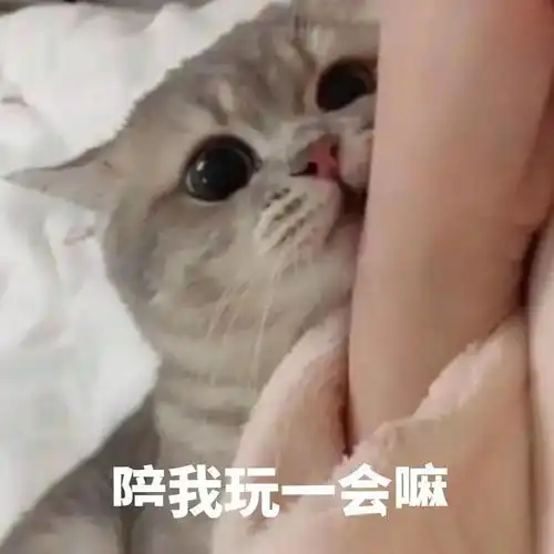 生活不易,猫猫叹气第204期喵表情