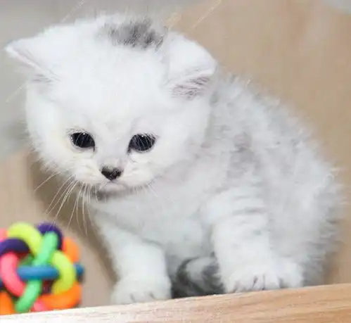 主人在整理行李箱,一回头,就被自家三只猫咪的表情萌的心都化了