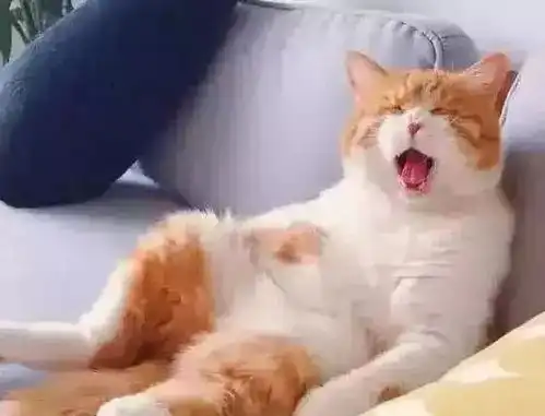 主人加班到早上才回家,沙发上的橘猫表情绝了你还知道回来