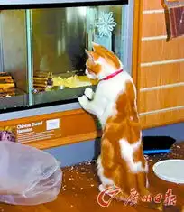 萌猫恋上金鱼宠物店几个月来天天拜访大千世界