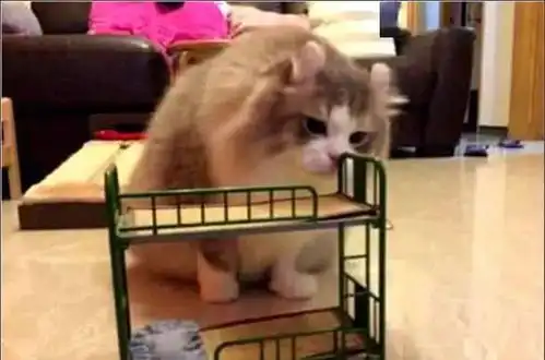 女主网购猫床,贪小便宜买错型号,放到猫咪面前后,表情萌翻了