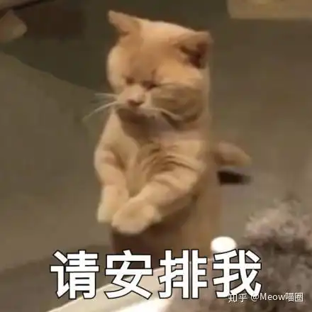 救命我家猫走丢了怎么办