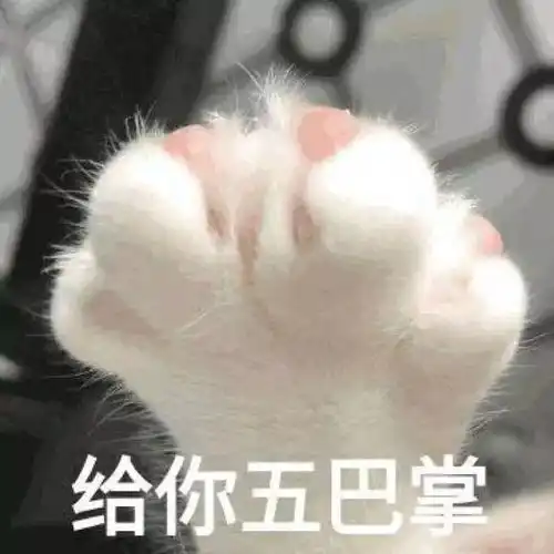 每日表情丨猪猪女孩必备