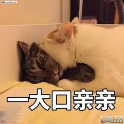 wink猫咪楼楼gif表情包动态图片大全一大口亲亲楼楼猫表情包图片下载乐游网游戏下载