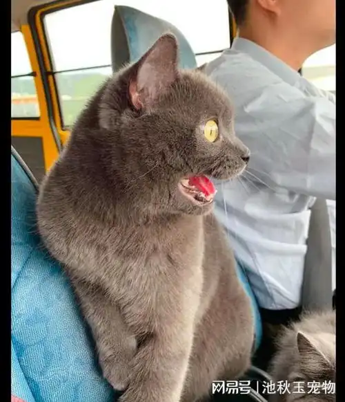 猫咪第一次坐车出去玩,害怕得张大了嘴巴表情很夸张我要回家