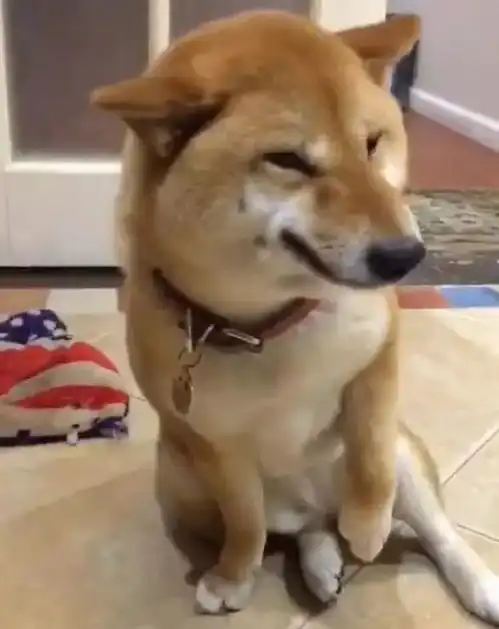 柴犬犯错被主人责骂,没想到竟然还露出贱贱的笑容