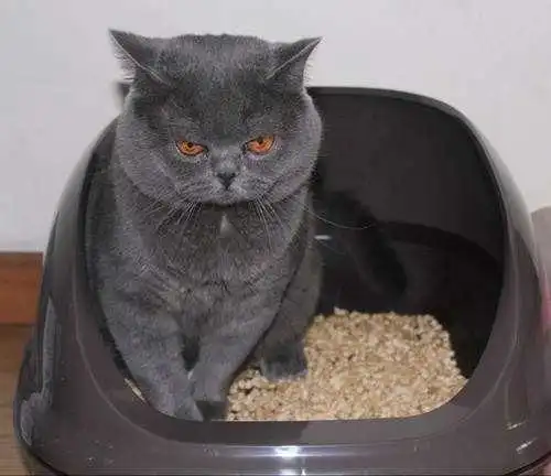 猫咪便秘怎么调理用什么药