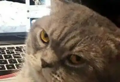 看到旧照,猫咪看主人的眼光竟然这样了