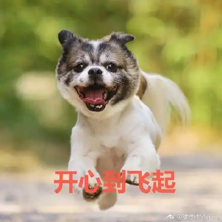 牧狗表情包