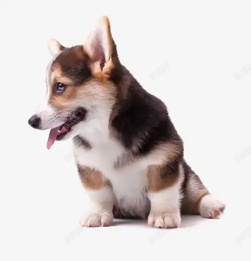 一只正在吐舌头的小柯基犬免费下载页面网页平面电商创意素材狗粮素材