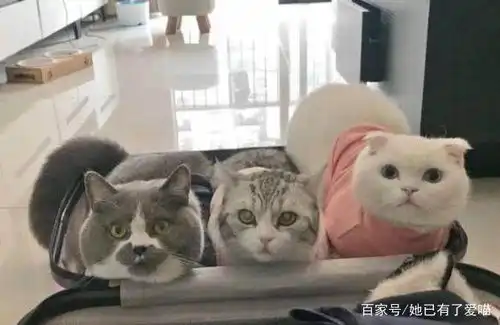 主人在整理行李箱,一回头,就被自家三只猫咪的表情萌的心都化了