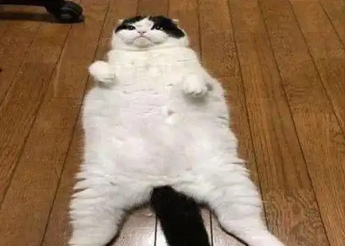 猫咪打完麻醉做绝育后,醒来发现不太对,随后的表情真是绝了